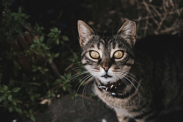 Mastering the art of creamy and tangy lemon posset: your guide to perfection!